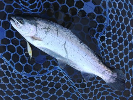 アタリは多かったが… ～天竜川ルアーフライ専用区～